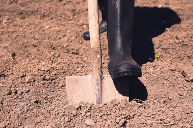  İşçi bahçesinde kürekle kara toprak kazıyor.