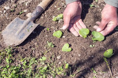 Genç fideleri eken çiftçi.
