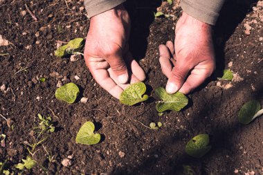 Genç fideleri eken çiftçi.