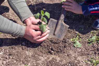 Genç fideleri eken çiftçi.