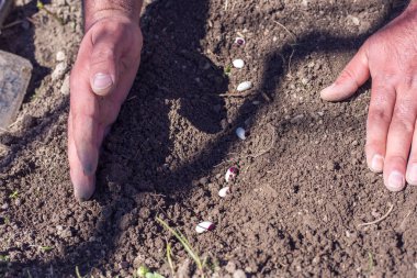 Sebze bahçesine soya tohumu ekiyorum.