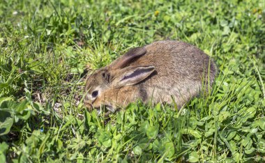 Çimlerdeki tavşan.