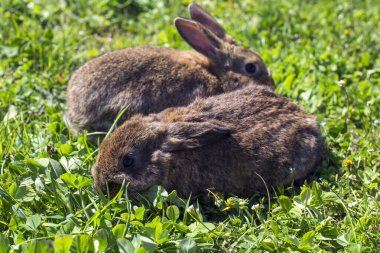 Tavşanlar çimenlerde yatıyor.