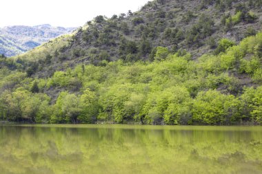 Dağ gölü ve çam ormanı. 