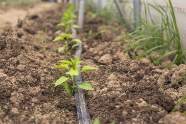 Serada yeşil biber sapları