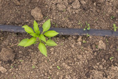 Serada yeşil biber sapları