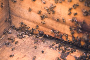 Arı kovanının girişinde arı sürüsü.