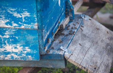 Ağaçtan bir arı kovanı arıların üzerinde duruyor..