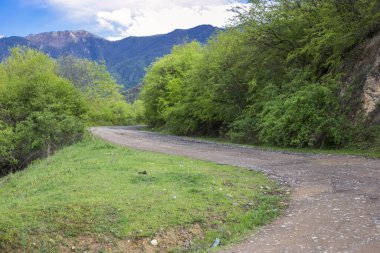 Yeşil çimenli ve ağaçlı yol