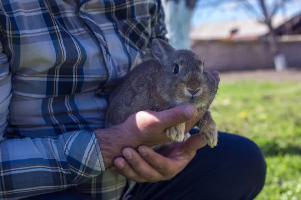brown fluffy rabbit in the hands of a man