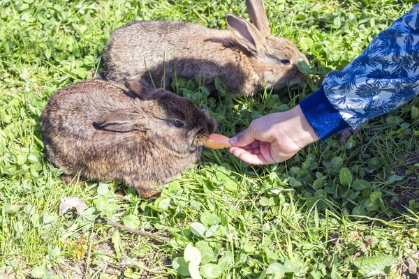 Man feeding little rabbit with a carrot