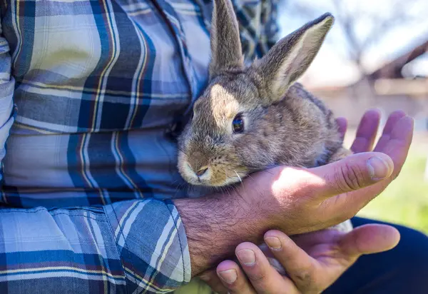 brown fluffy rabbit in the hands of a man
