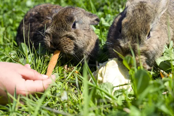 Man feeding little rabbit with a carrot