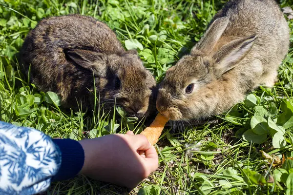 Man feeding little rabbit with a carrot