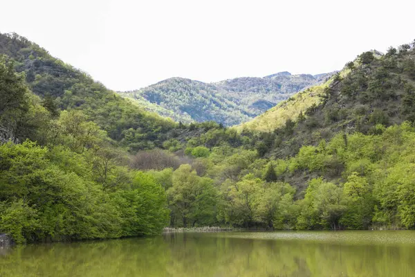 Dağ gölü ve çam ormanı. 