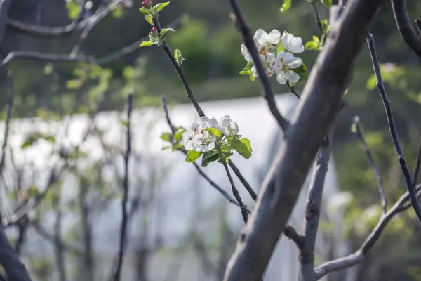 Elma ağacı çiçekleri kapatın.