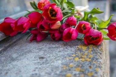 taştan arkaplanda kırmızı laleler