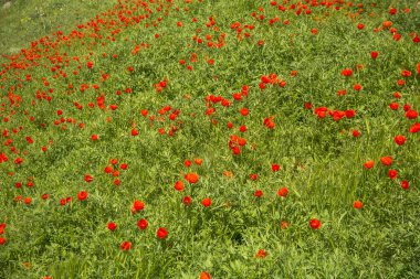 gelincikler bahar mevsimi çiçek açar.
