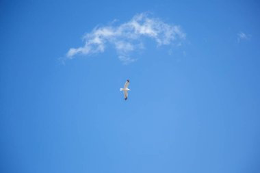 Leylek bulutların üstünde uçar.