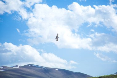 Leylek bulutların üstünde uçar.