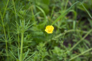 Çimlerde bir sarı çiçek