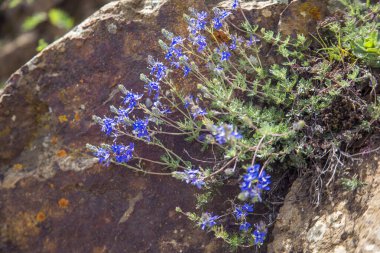 Taşın içinde mor çiçekler