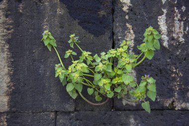 Kenarlarında yeşil bitki olan doğal taşın dokusu.