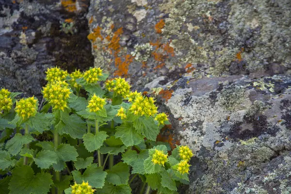 Beautiful yellow flowers. Flowers growth on the  stones.