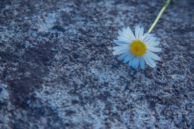 Gri taşlı arka planda papatya çayı