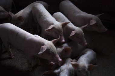 Çiftlikteki küçük domuz. Bir grup memeli, yiyecek için bekliyor. Domuz ahırda.