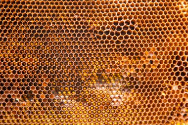 Bal arısı kovanı, kapat