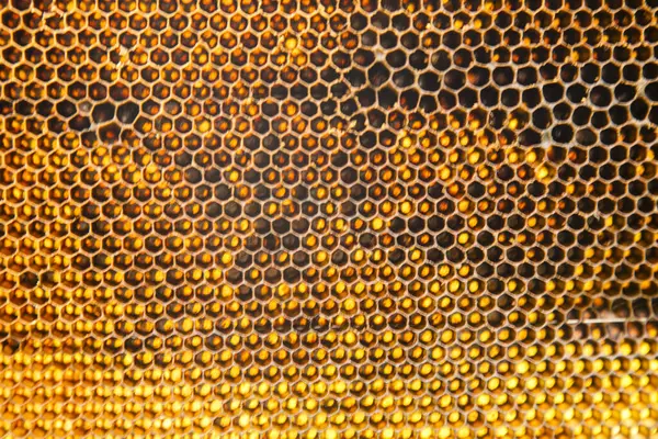 Bal arısı petek üzerinde