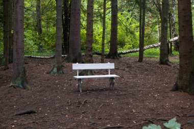 Ormanın ortasında boş bir ahşap bank.