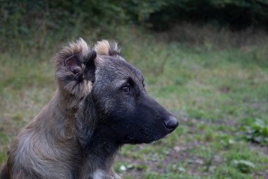 Alman çoban köpeğinin portresi.