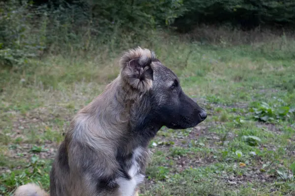 Bir gün içinde ormanda köpek çobanı.
