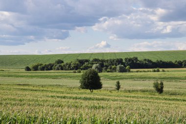 Yaz tarlasında manzara