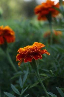 Akşam karanfilleri gün batımında.