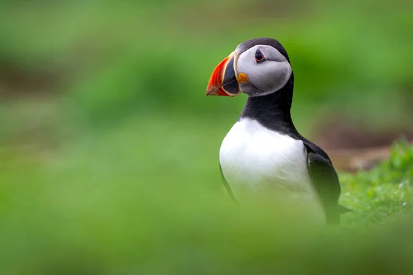 Puffins Wales Skomer Island Stock Picture