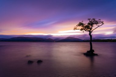 Schotland 'daki Zonsondergang Yalnız Ağaç