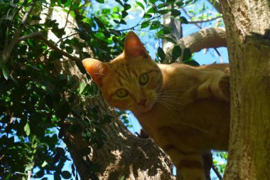 Rote Katze im Baum