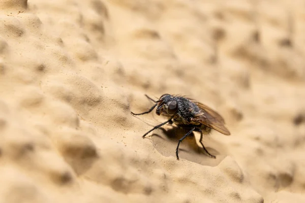 Ormanda Kalın Kafalı Bir Kelebeğin Makrosu — Stok fotoğraf