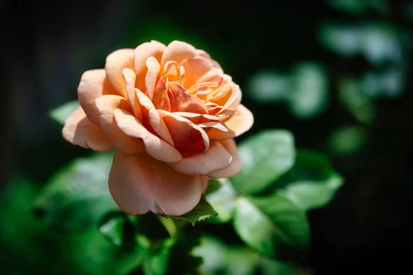 Makro Róży Ciemnym Tłem — Zdjęcie stockowe