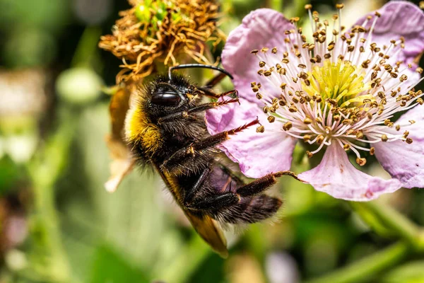 一个忙着给五颜六色的花授粉的蜜蜂的照片 — 图库照片