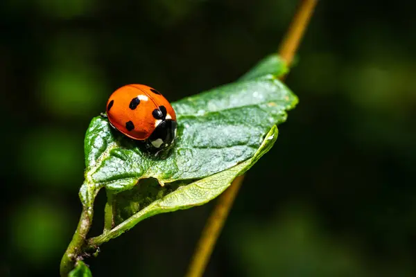 Ein Makro Eines Marienkäfers Auf Einem Blatt Sommer — Stockfoto