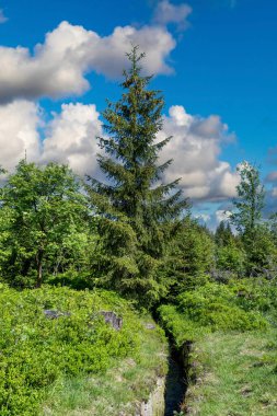 A view of the Oderteich in the Harz Mountains under a blue sky. clipart