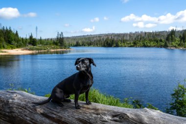 Cute dog at the Oderteich in the Harz under a blue sky clipart