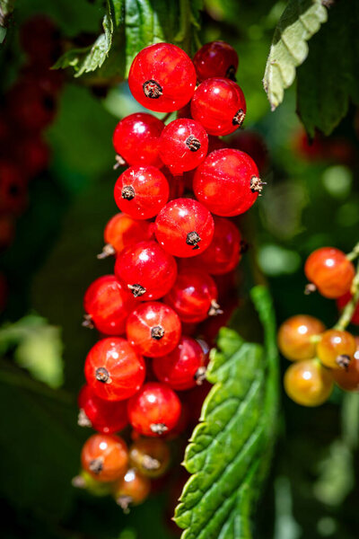 A view of a bunch of grapes with red currants and a green background