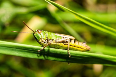 Yeşil arka planı olan bir ot yaprağının üzerindeki çekirge görüntüsü