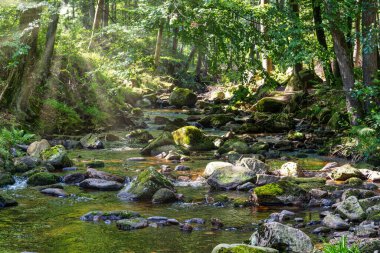 Almanya 'daki Harz Dağları' ndaki Ilse nehrinin şelalesinin manzarası.