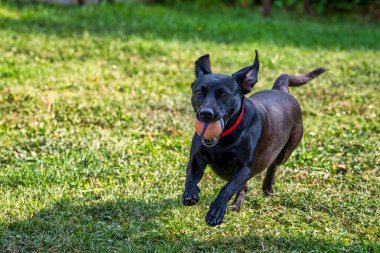 Çayırda topuyla oynayan sevimli bir köpek manzarası.